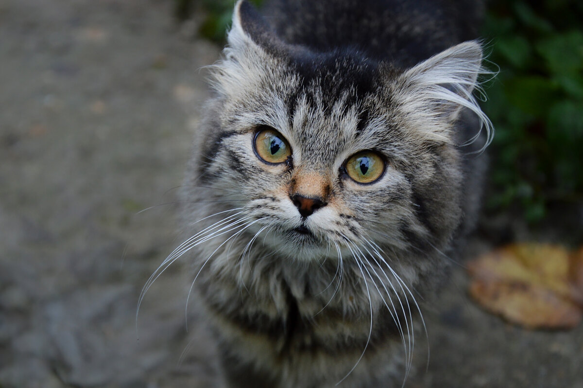 *** - Надежда Куркина *** - Надежда Куркина