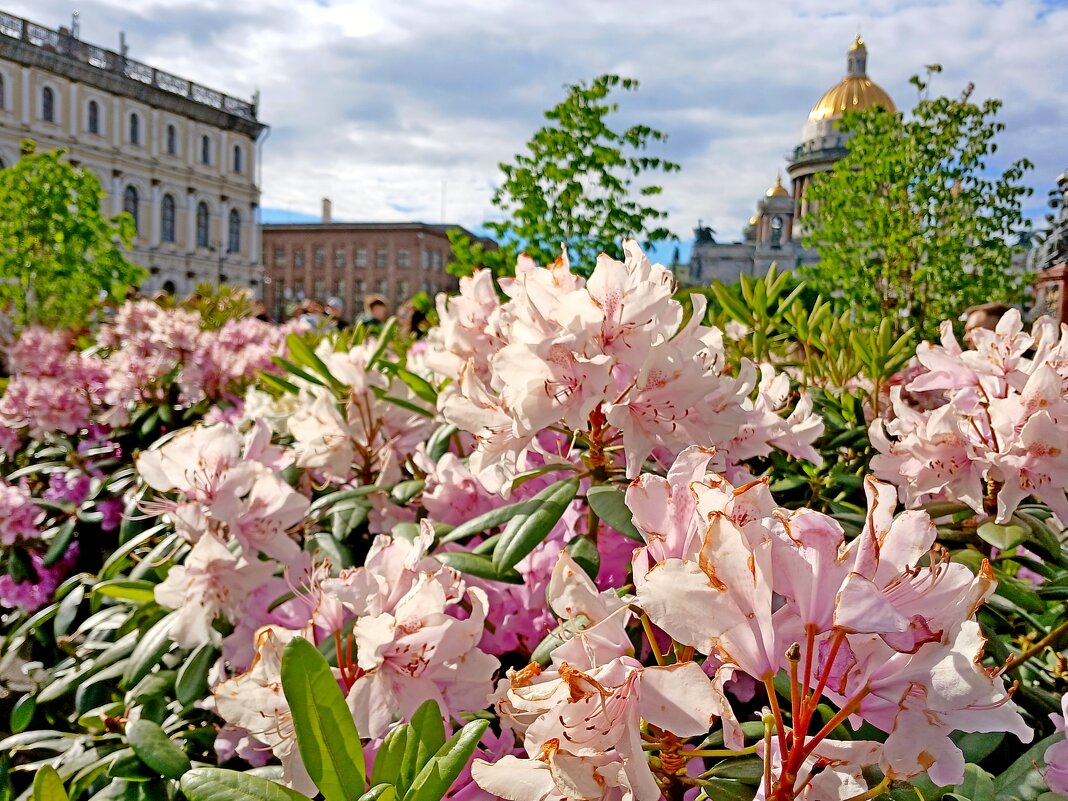 Санкт-Петербург цветущий - Лия ☼ Санкт-Петербург цветущий - Лия ☼