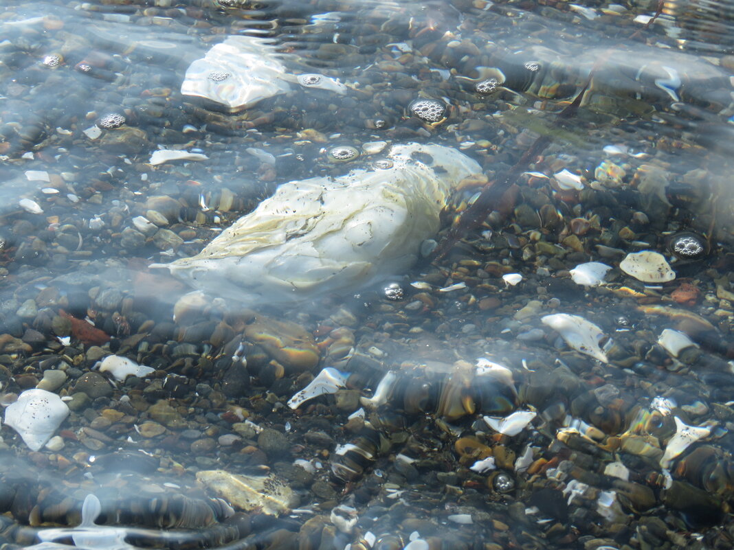 устрицы под ногами - ИРЭН@ .