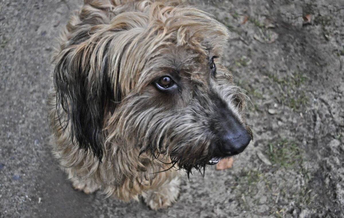 Лохматенький - Галина Шеина-Мюльдорфер