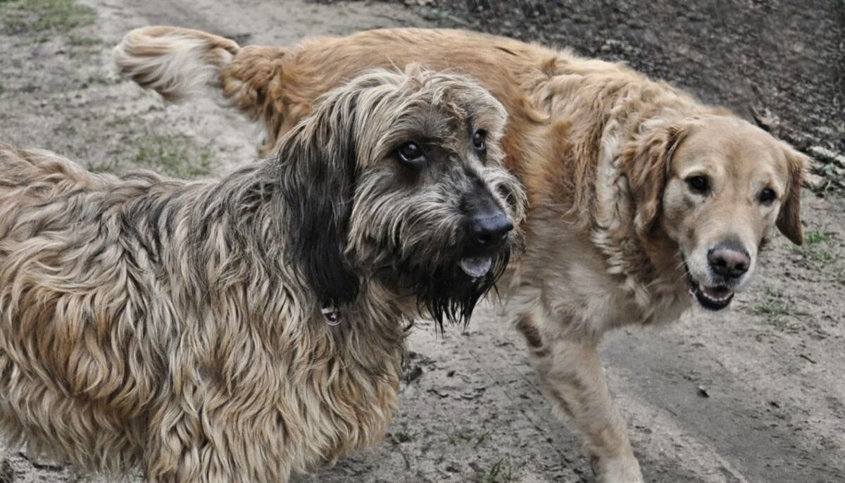 Друзья - Галина Шеина-Мюльдорфер