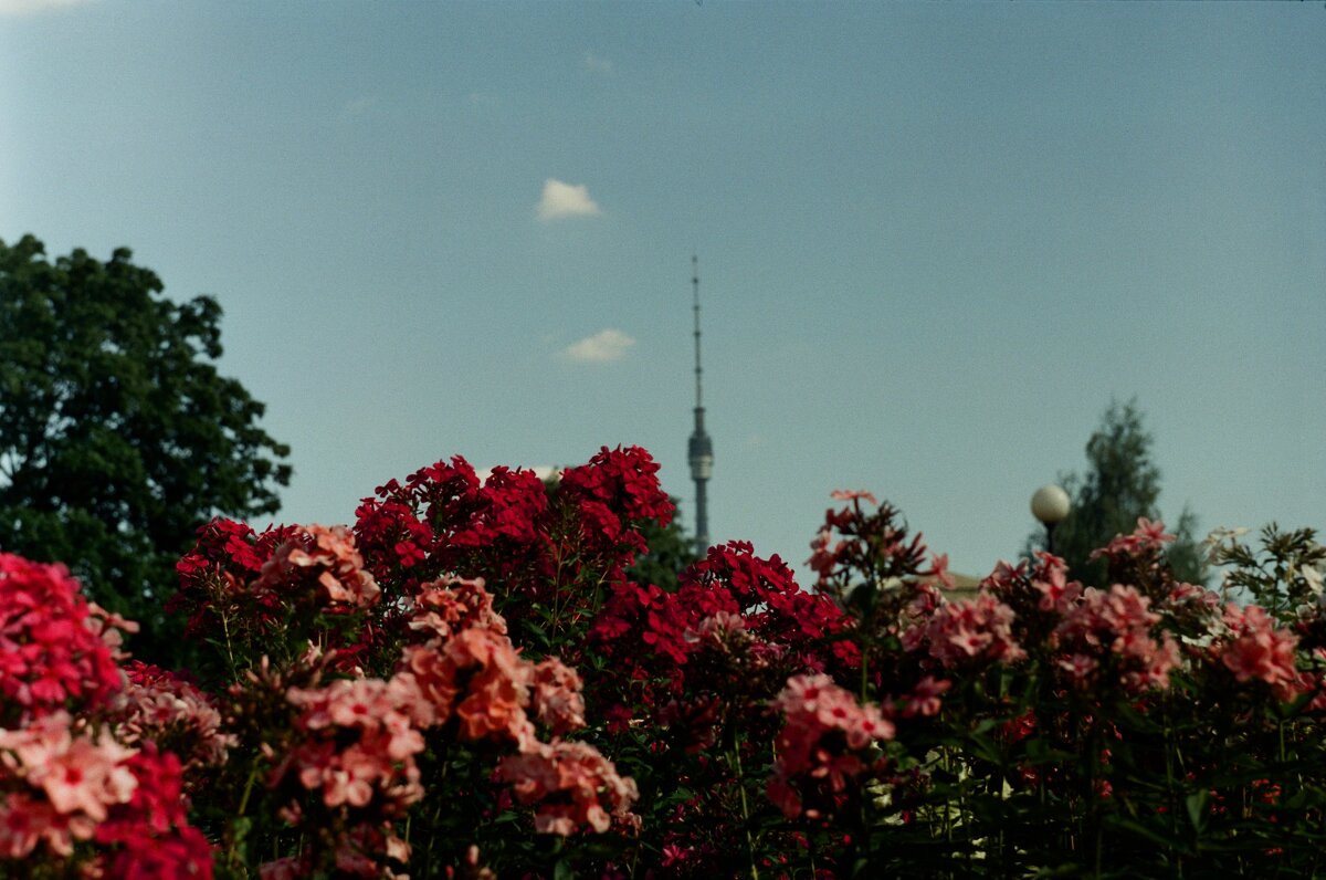 Останкино из ботанического сада - Алексей Лапин