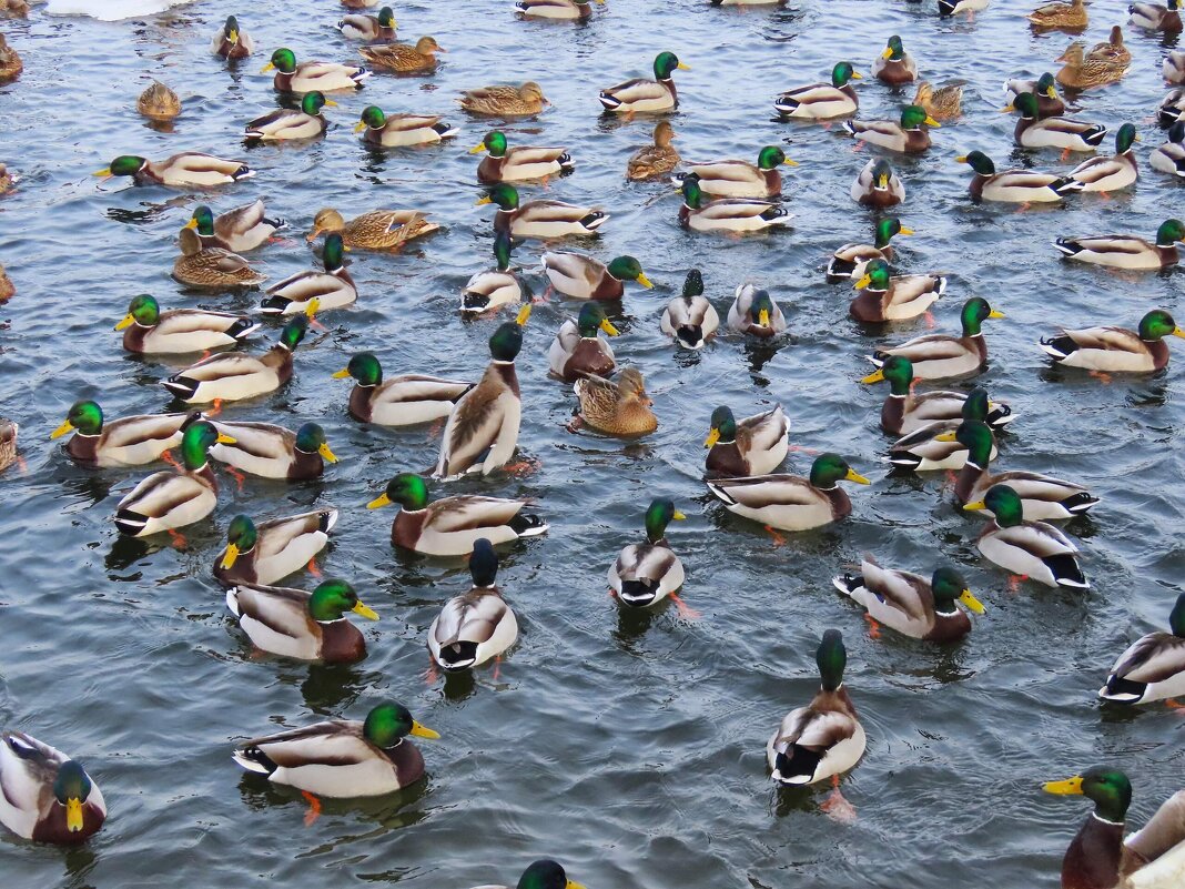 Кряквы - Ольга Митрофанова Кряквы - Ольга Митрофанова