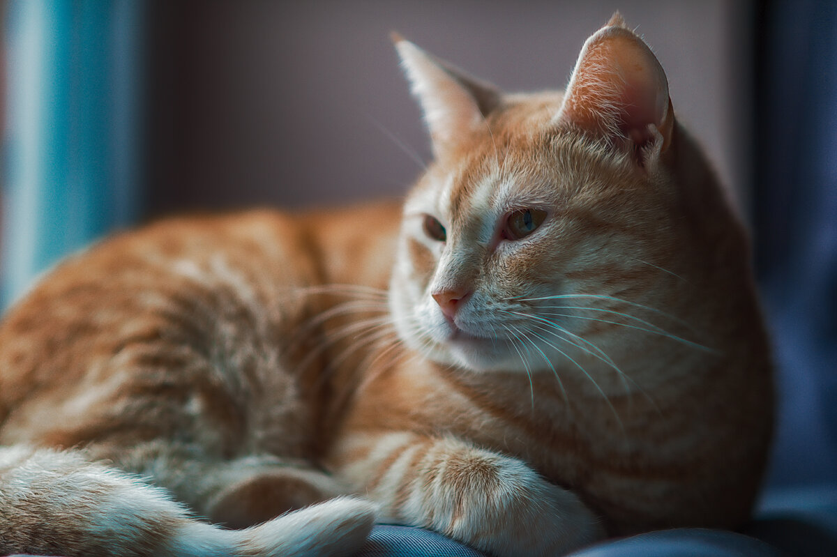 ... - Игорь Хижняк ... - Игорь Хижняк