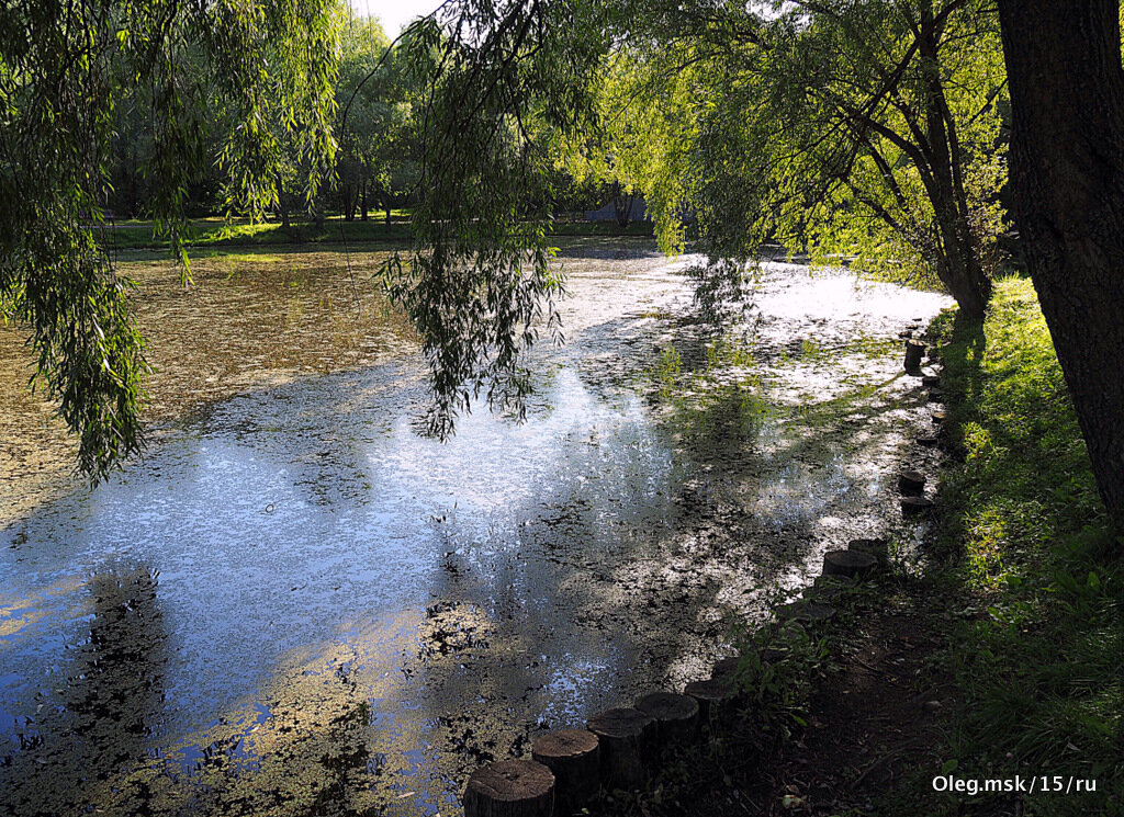старый пруд - Олег Лукьянов старый пруд - Олег Лукьянов