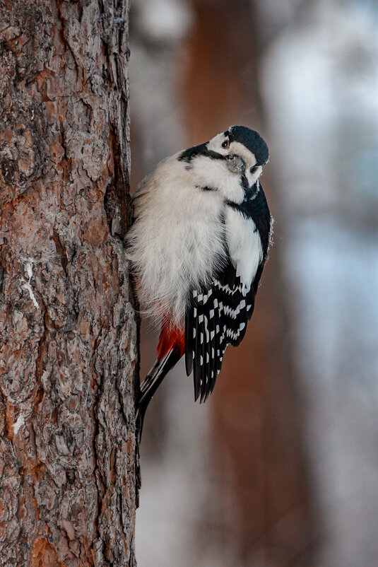 Дятел - alex graf