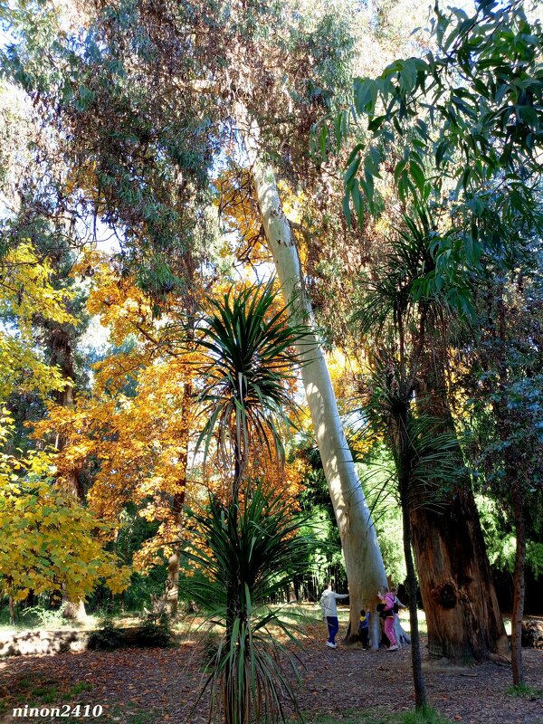 Адлер. Дендропарк "Южные культуры" - Нина Бутко Адлер. Дендропарк "Южные культуры" - Нина Бутко