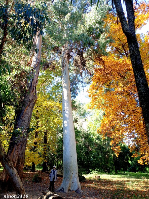 Адлер. Дендропарк "Южные культуры" - Нина Бутко Адлер. Дендропарк "Южные культуры" - Нина Бутко