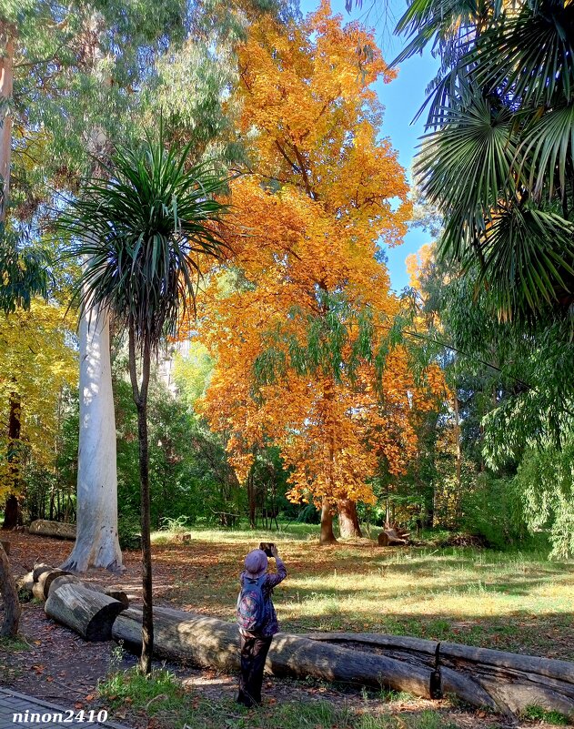 Адлер. Дендропарк "Южные культуры" - Нина Бутко Адлер. Дендропарк "Южные культуры" - Нина Бутко