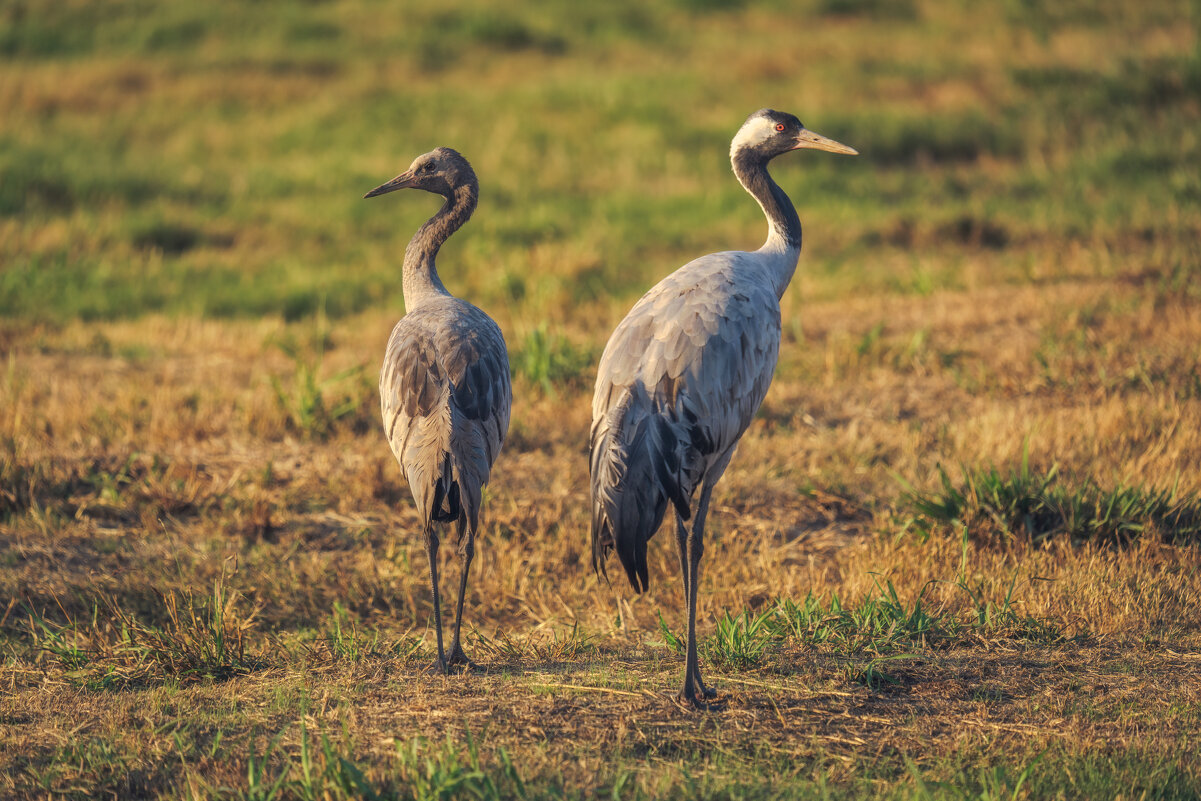 Журавли - svabboy photo