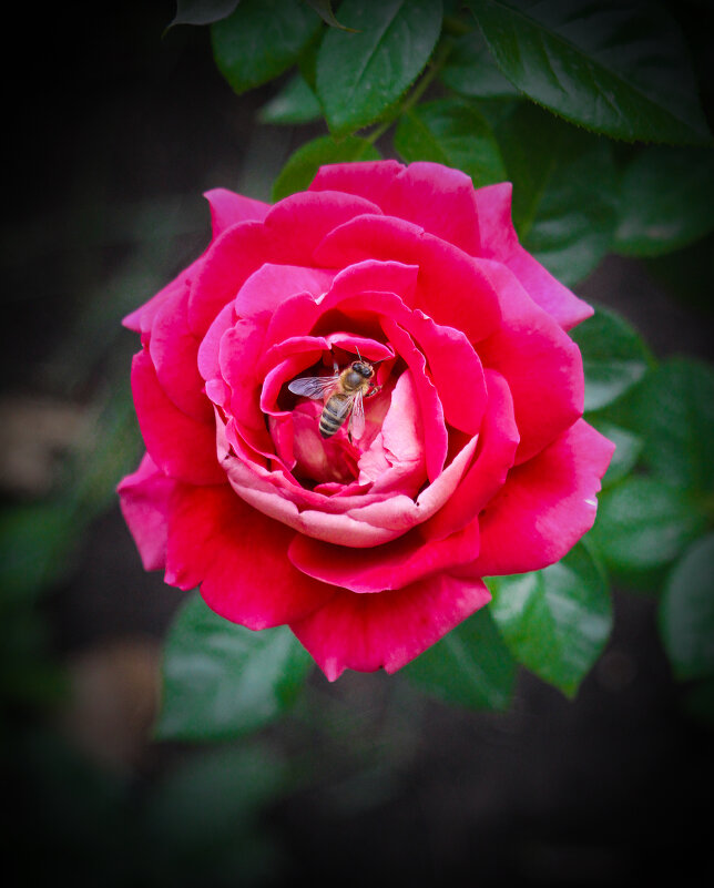 Роза и пчела. - Александр. AVG100 --- Роза и пчела. - Александр. AVG100 ---