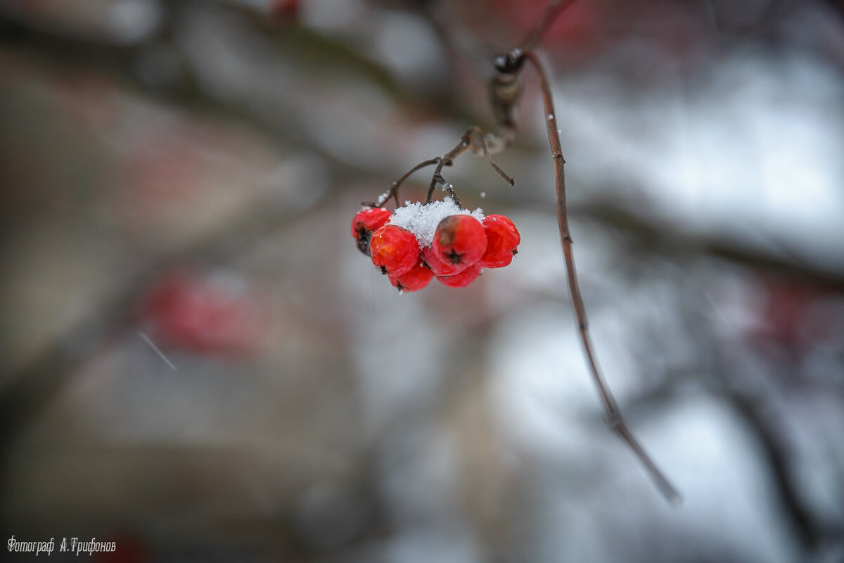 Рябина в снегу - Алексей Трифонов Рябина в снегу - Алексей Трифонов