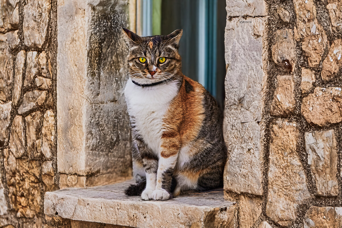 Красотка с нашего двора - Shmual & Vika Retro Красотка с нашего двора - Shmual & Vika Retro