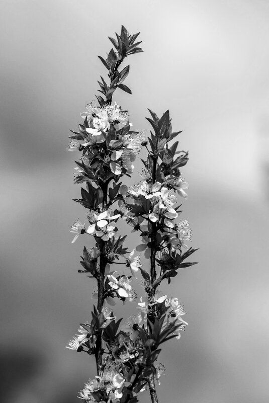 Б/Н - Николай 