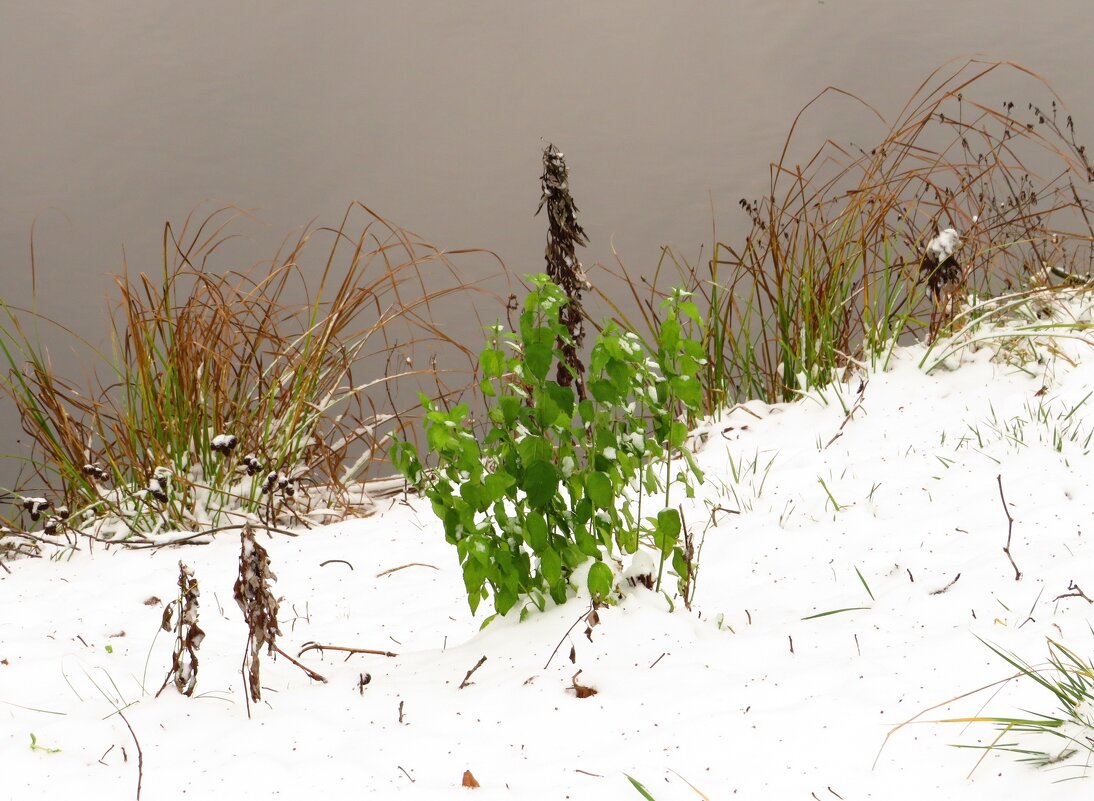 Зеленеет на берегу - Андрей Снегерёв