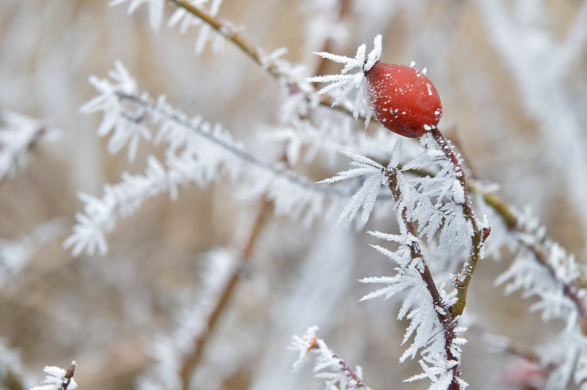 Шиповник - Надежда Куркина Шиповник - Надежда Куркина