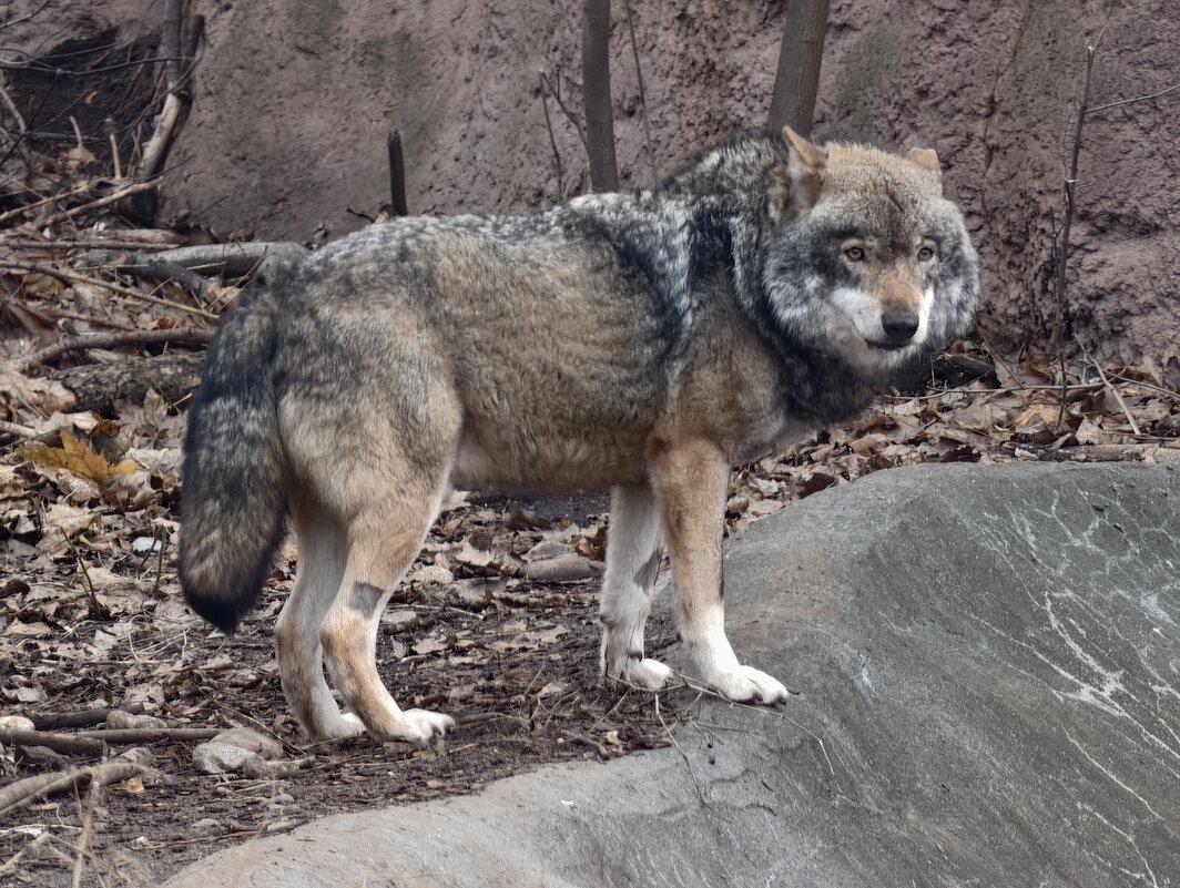 Волк - <<< Наташа >>>