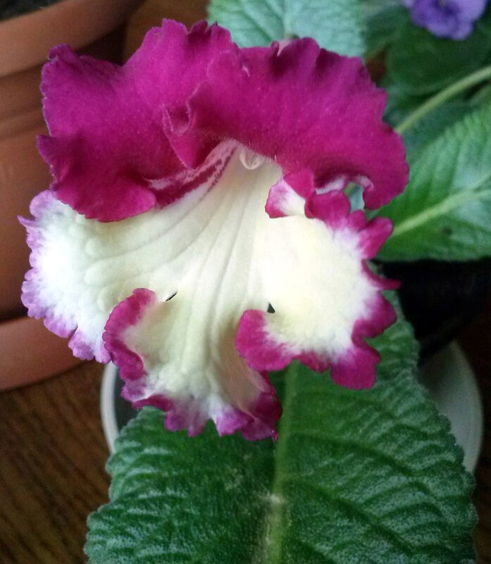 Стрептокарпус. - Ирина ***