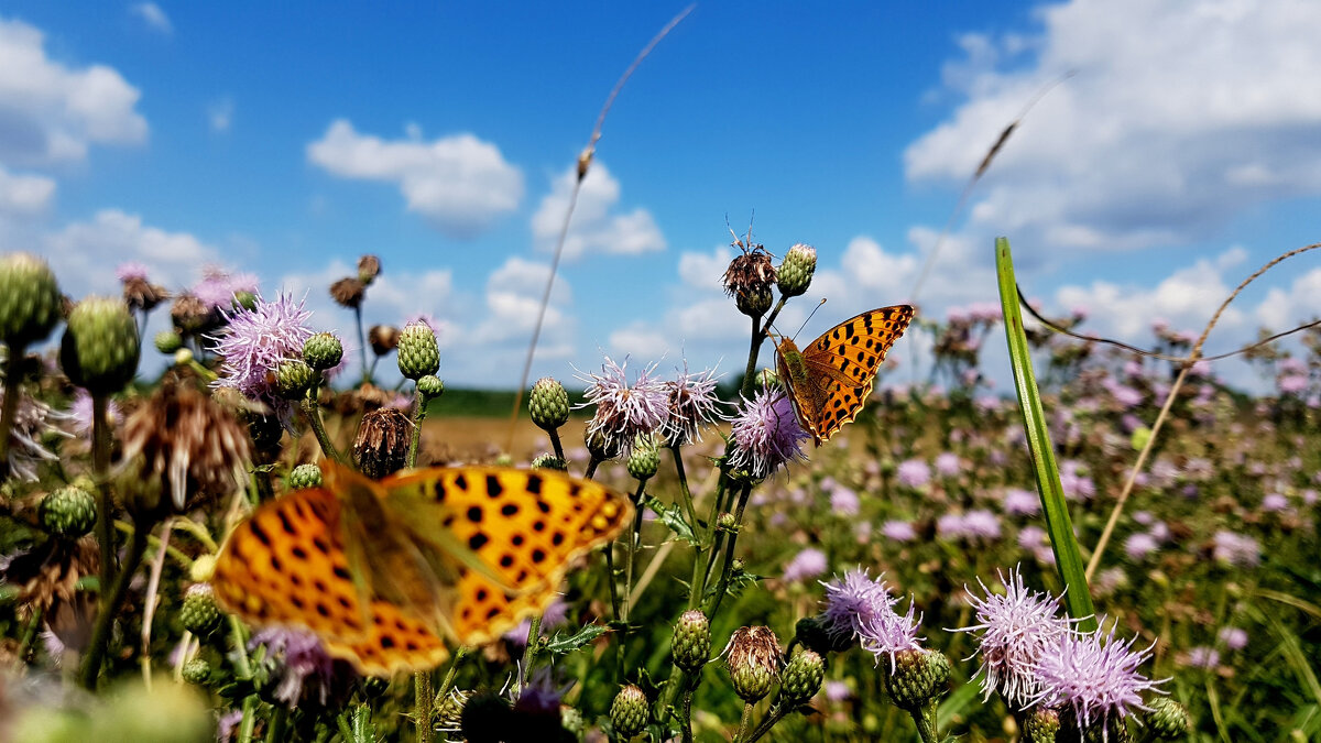 опять про бабочек...157 - Александр Прокудин