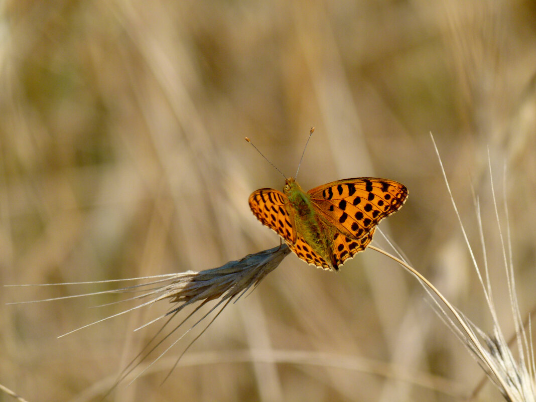 опять про бабочек...160 - Александр Прокудин