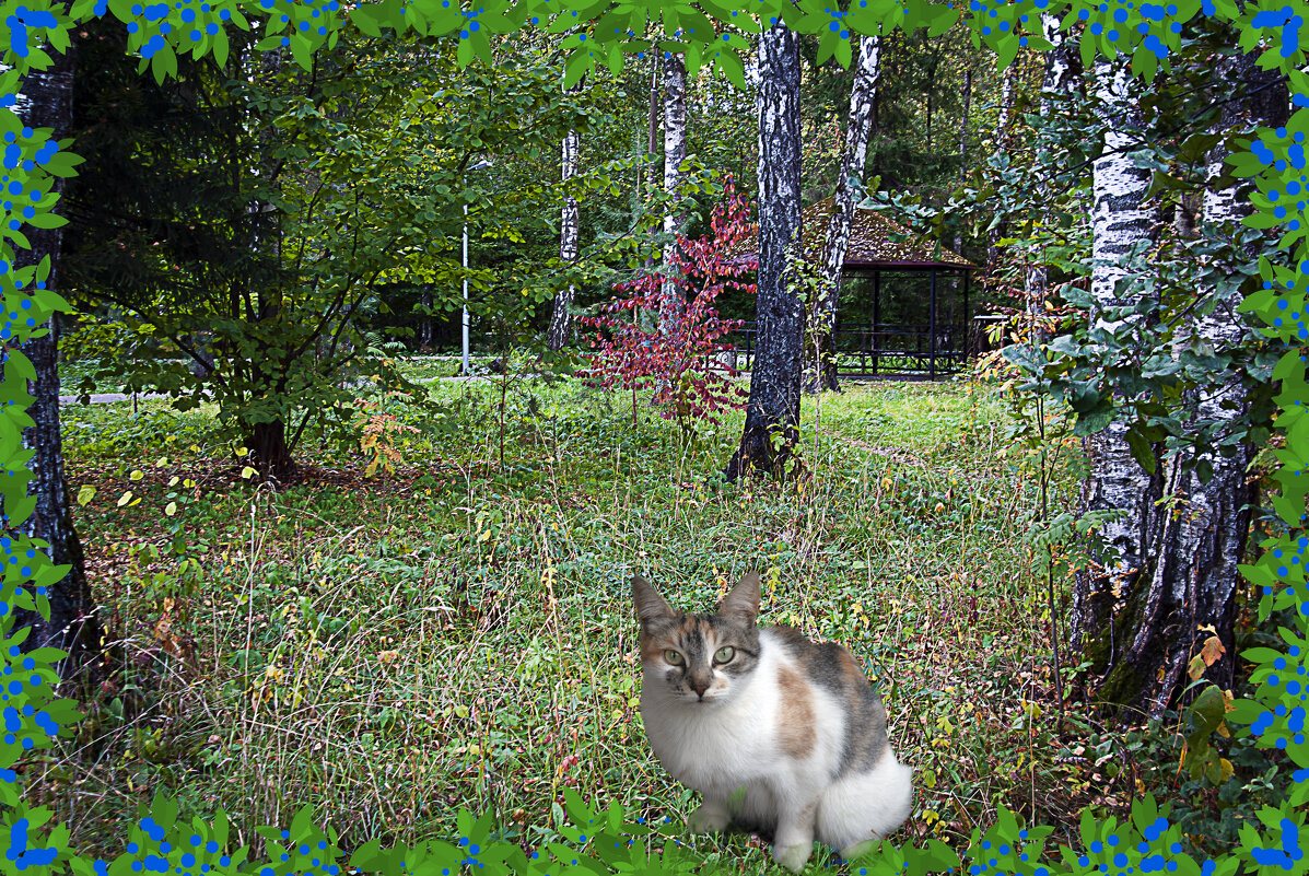 Зарисовка с кошкой - Владимир Кроливец