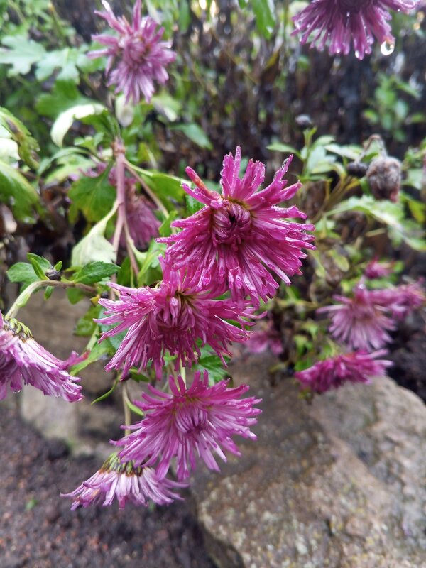 Хризантема - Сапсан 