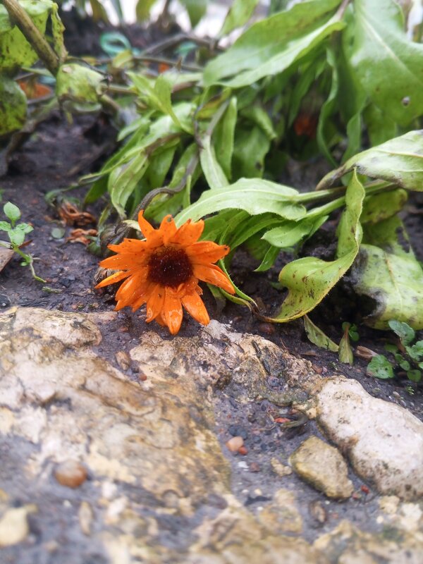 Календула - Сапсан 