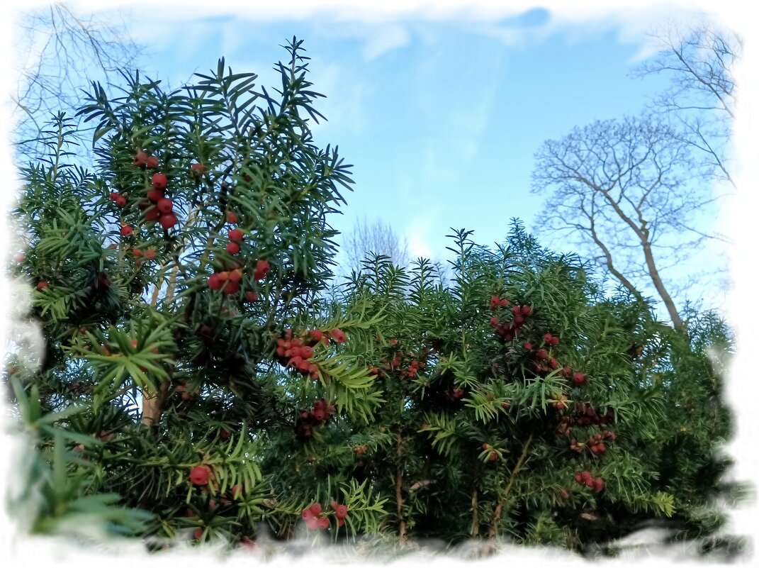 Тис ягодный - Veera V Тис ягодный - Veera V