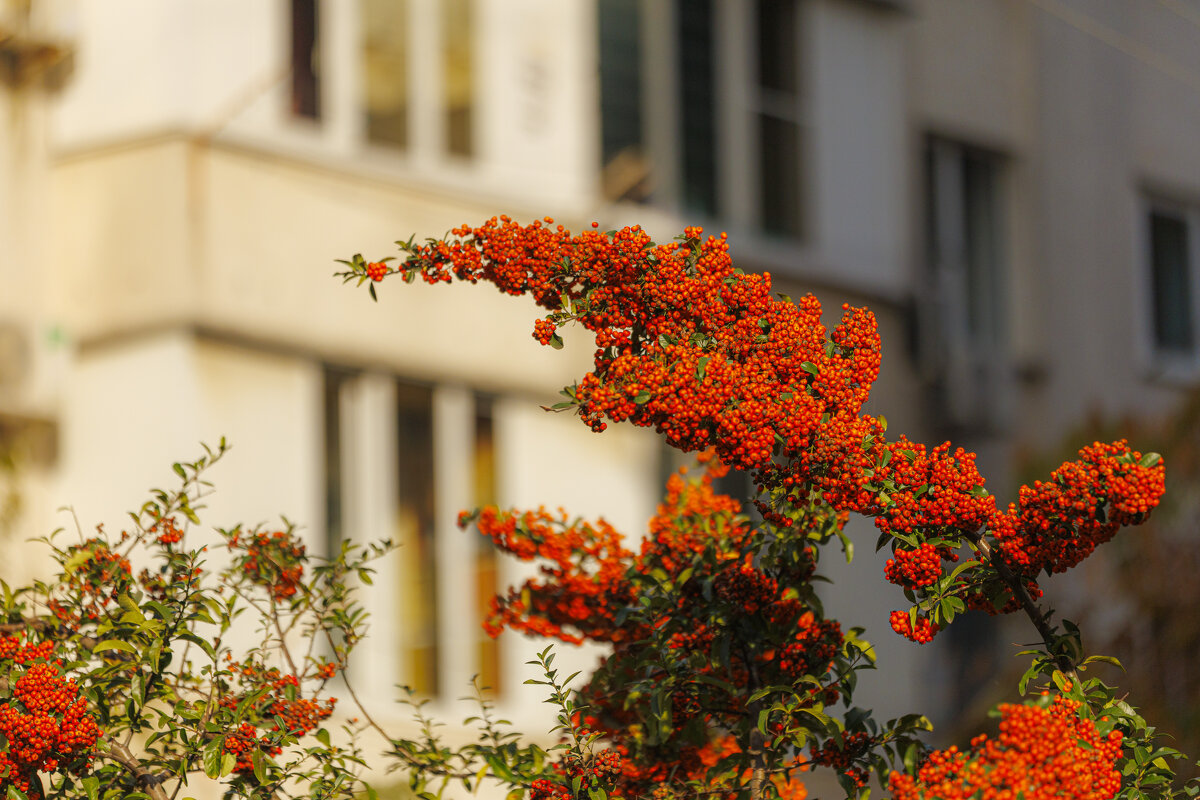Последние яркие краски уходящего года - Светлана Тихонина