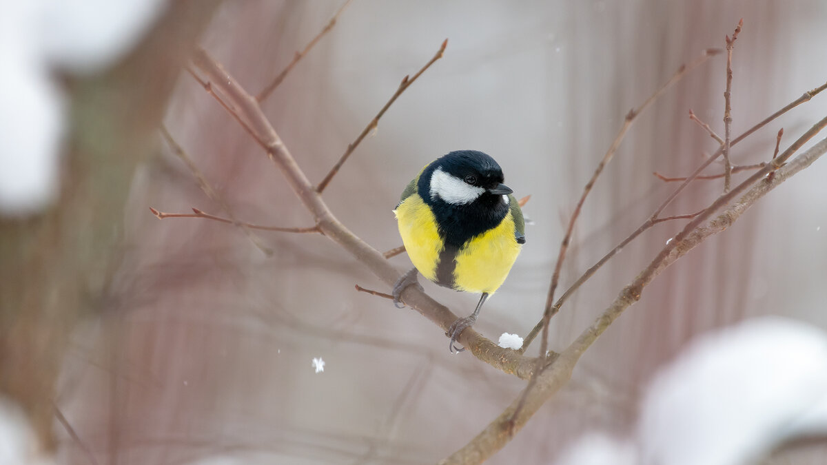 Большая синица - Владимир Лазарев