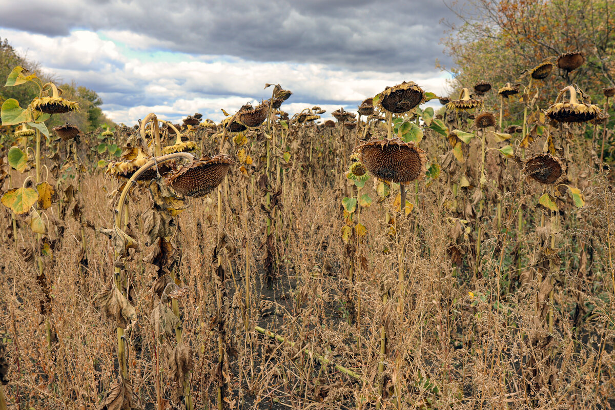 Подсолнухи - skijumper Иванов