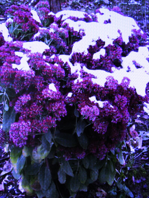 Засыпало очиток - Людмила Смородинская Засыпало очиток - Людмила Смородинская