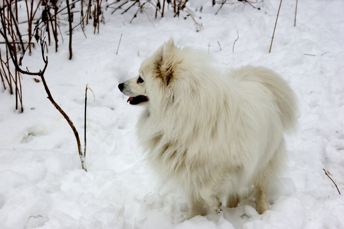 Встреча в парке - Галина Нестратова Встреча в парке - Галина Нестратова
