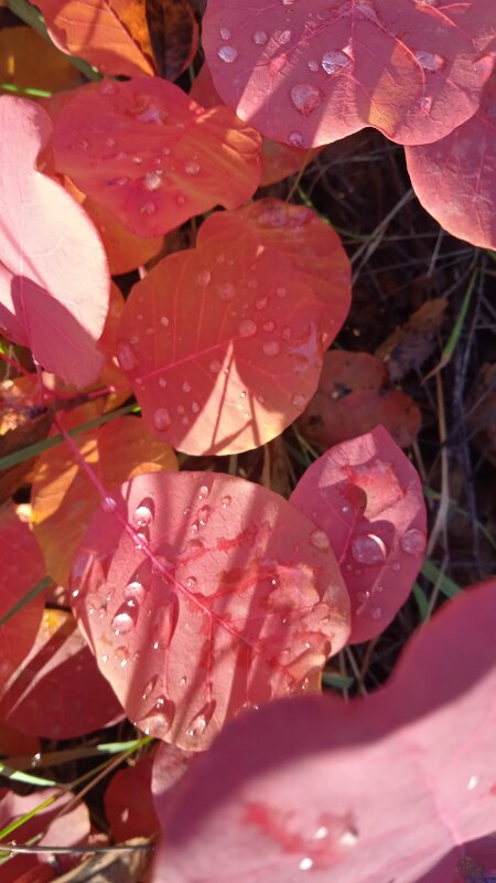 прекрасный октябрь - Елена Шаламова