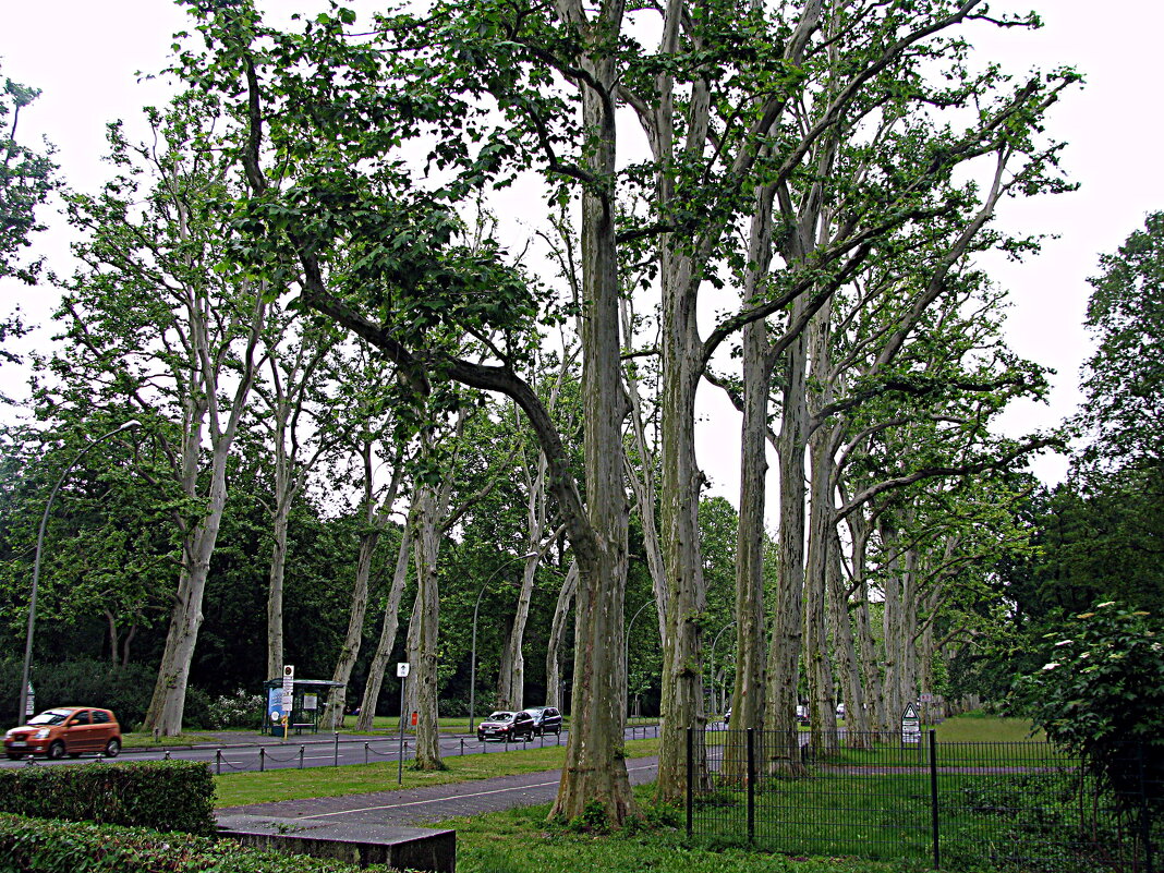 У Трептов - парка. - Владимир Драгунский