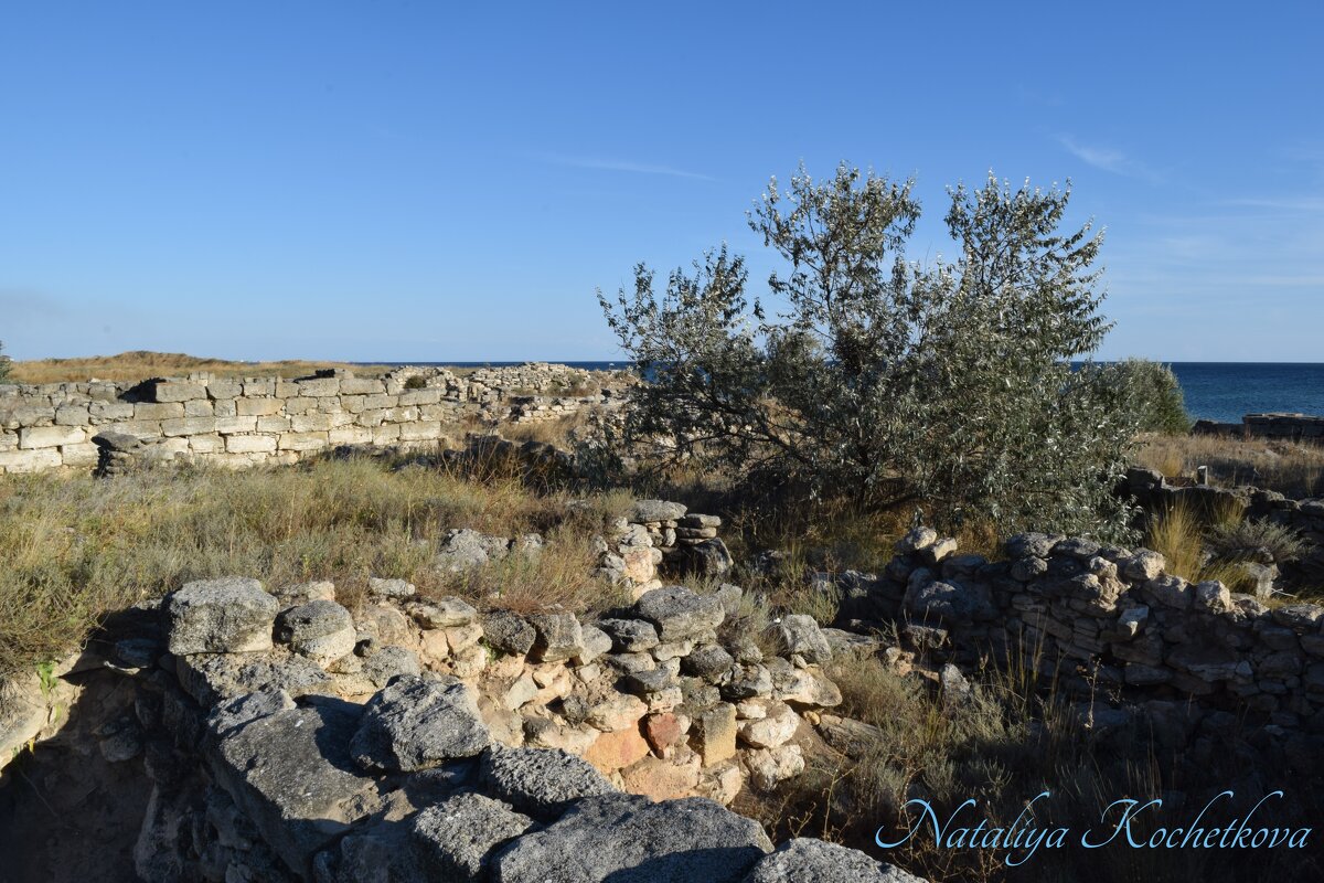 Природа Крыма - Amazing Cosmea Природа Крыма - Amazing Cosmea