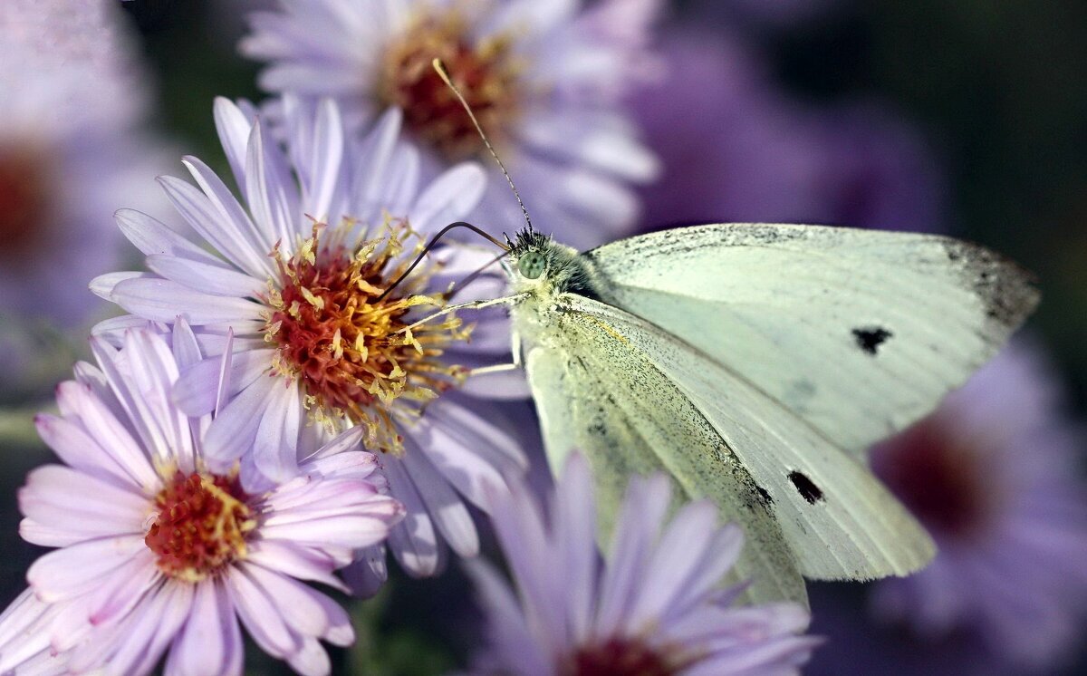 Осенняя - ZNatasha -