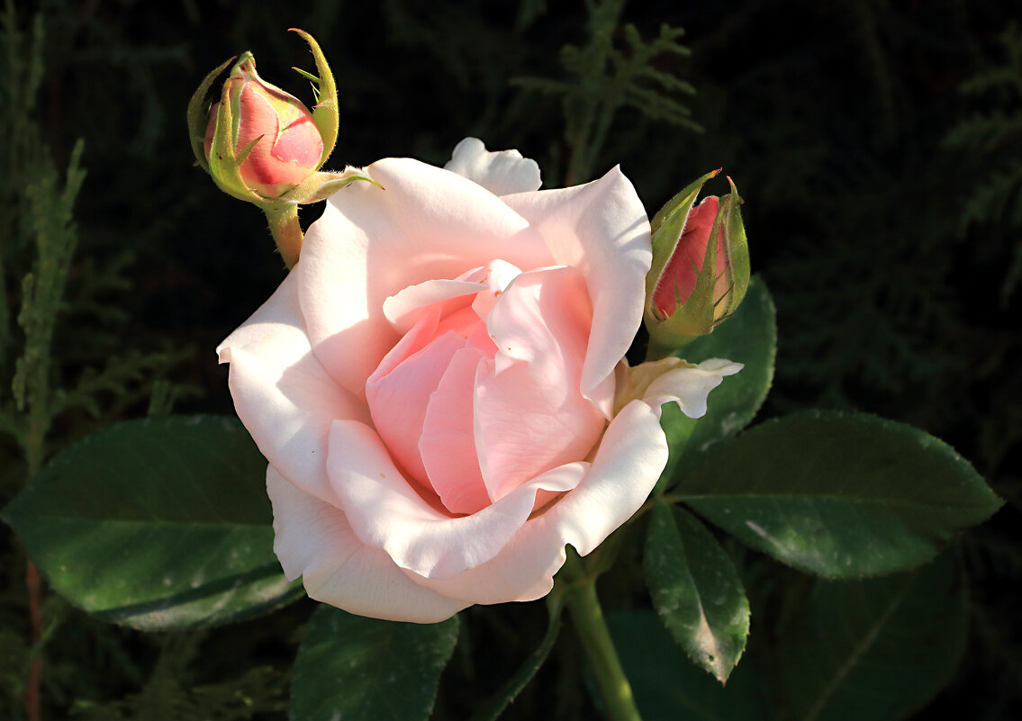 Осенняя нежность - Светлана 