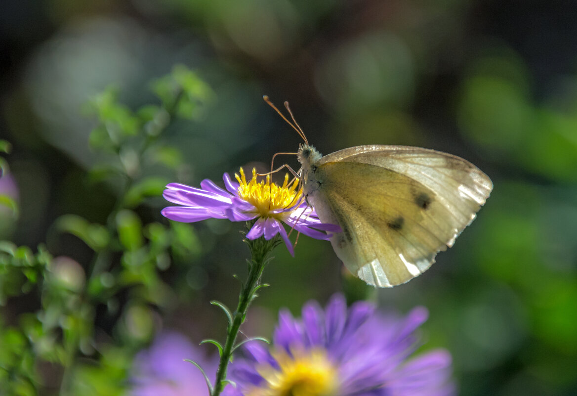 Белянка - Наталья Димова