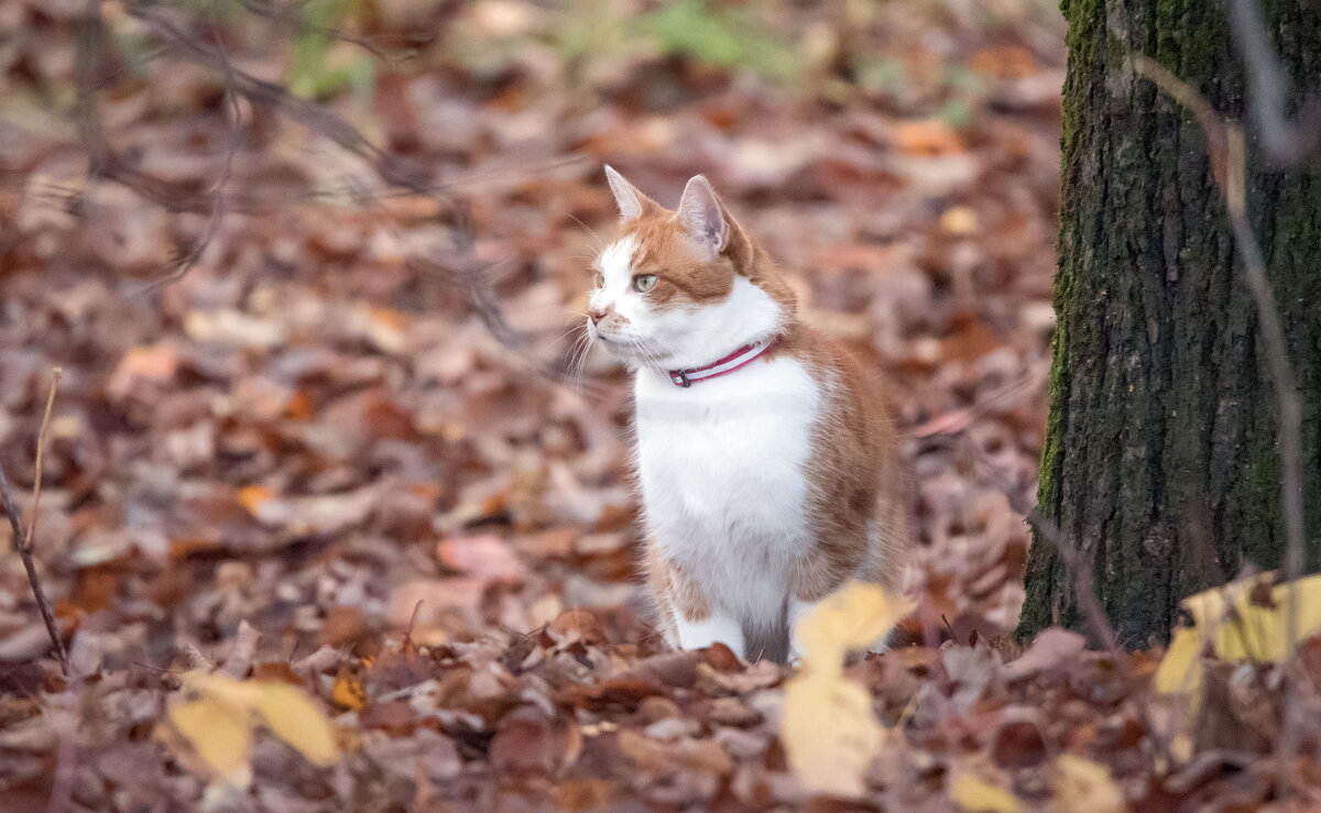 *** - Владимир Безбородов *** - Владимир Безбородов
