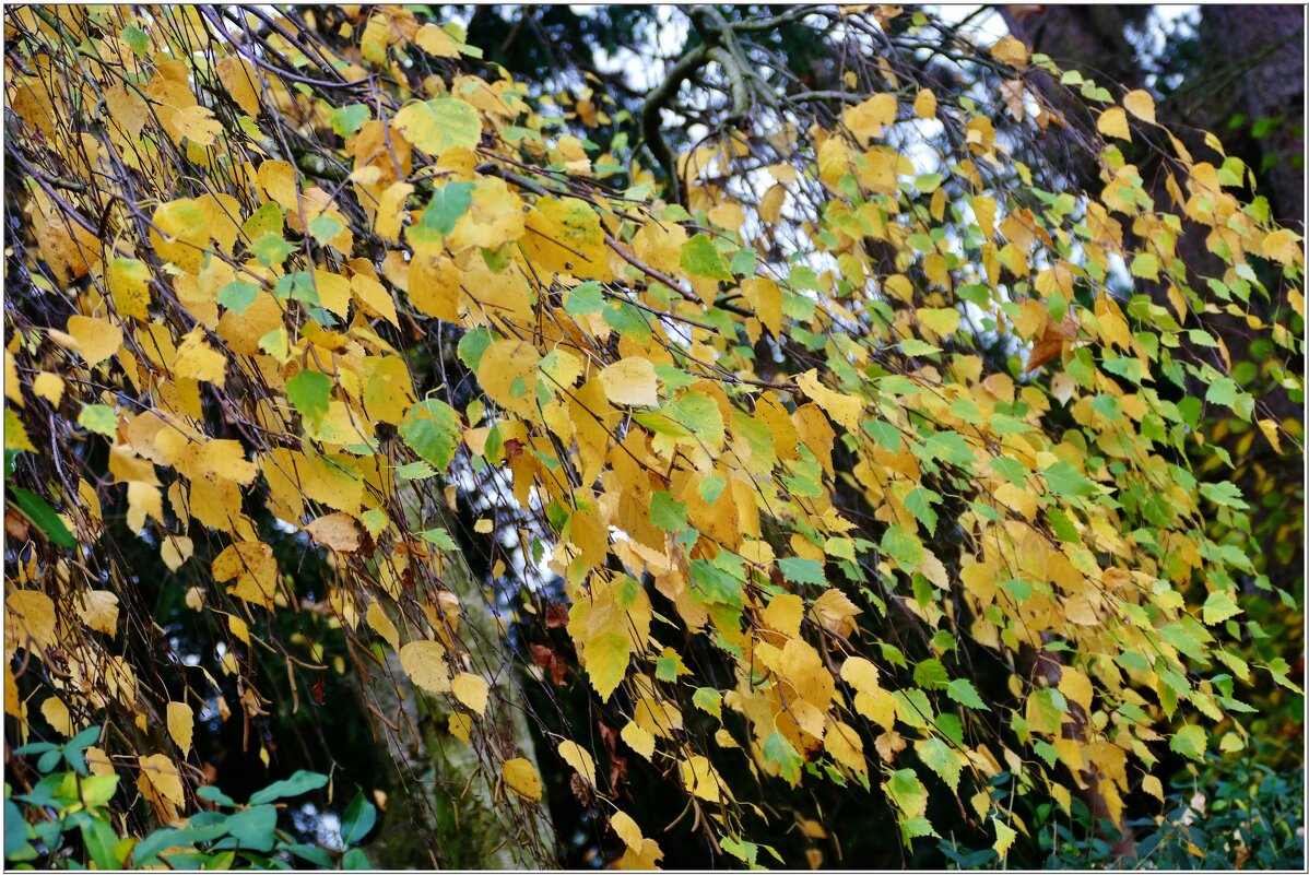 ОСЕННИЙ ВАЛЬС... - Elvira E. ОСЕННИЙ ВАЛЬС... - Elvira E.