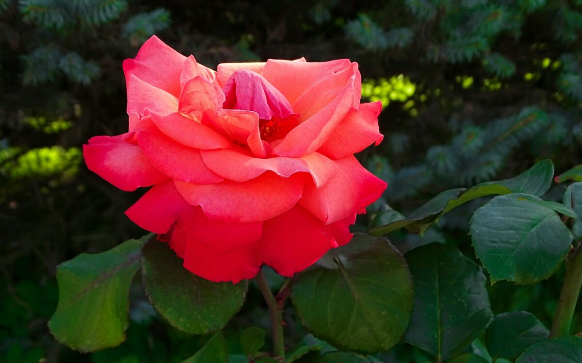 Зимой о цветах. - Милешкин Владимир Алексеевич 