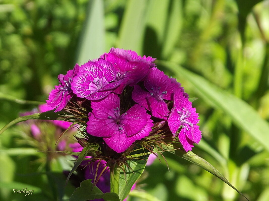 Гвоздика - Freddy 97