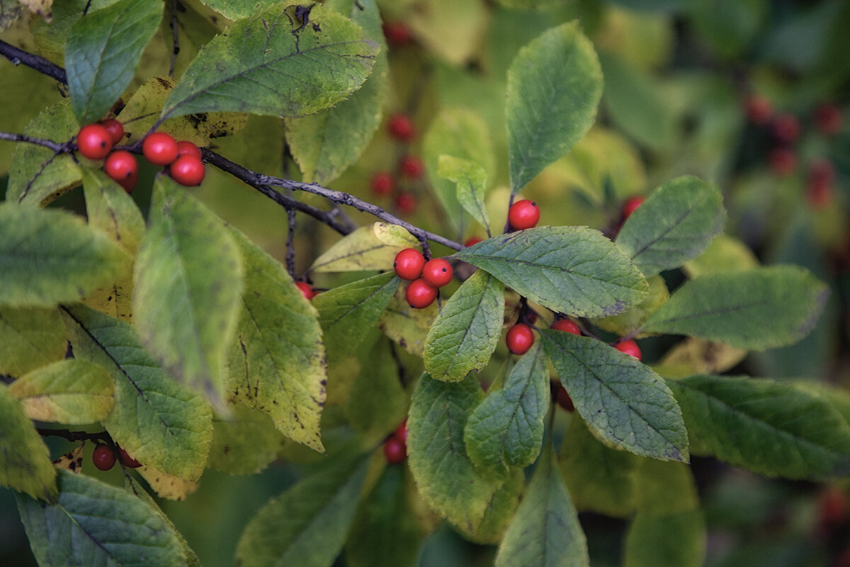 Осенняя картинка. - Лилия *