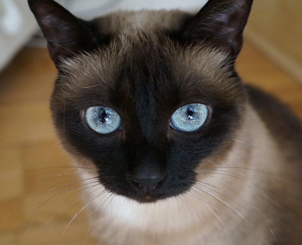 PRO Кошку... - Алёна Савина