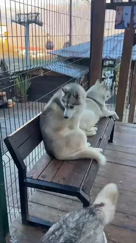 Хаски Хутор на Роза Хутор - Ирэн Хаски Хутор на Роза Хутор - Ирэн