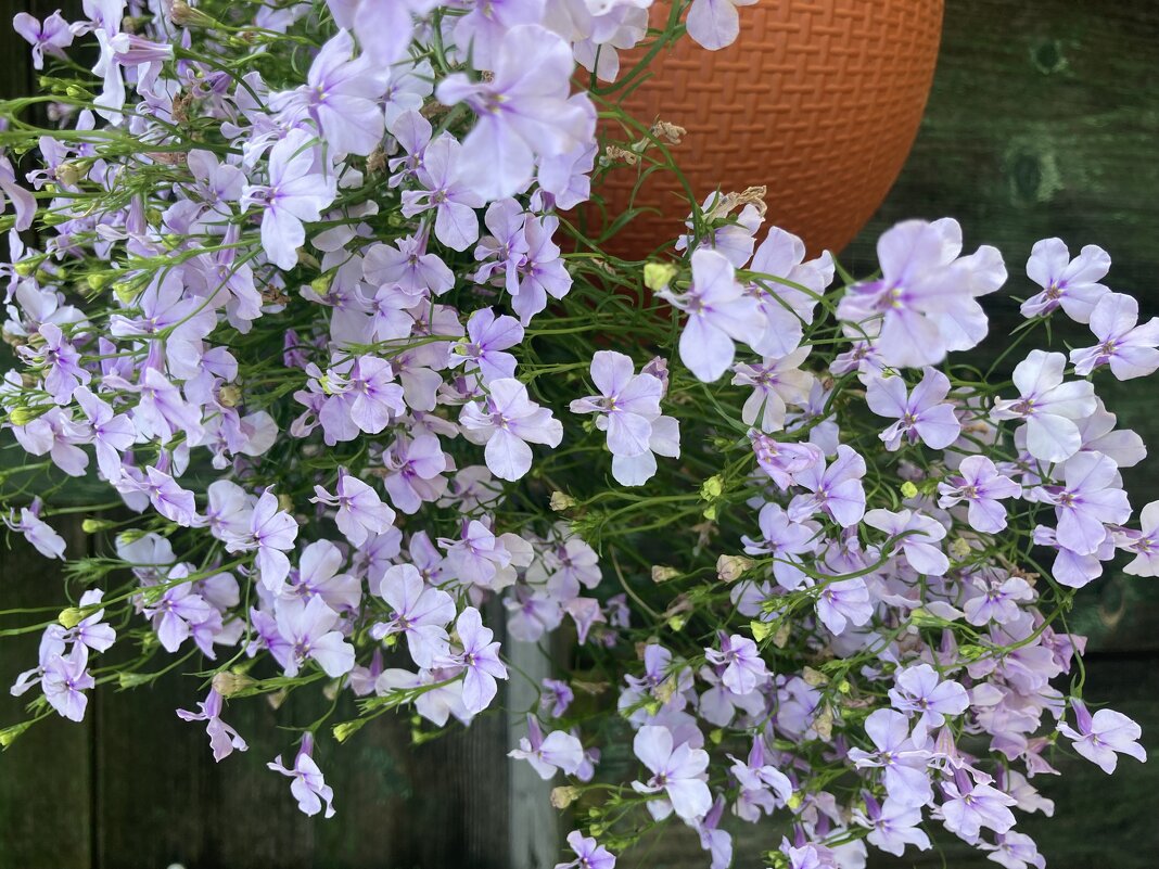 Лобелия - Ольга Савельева 