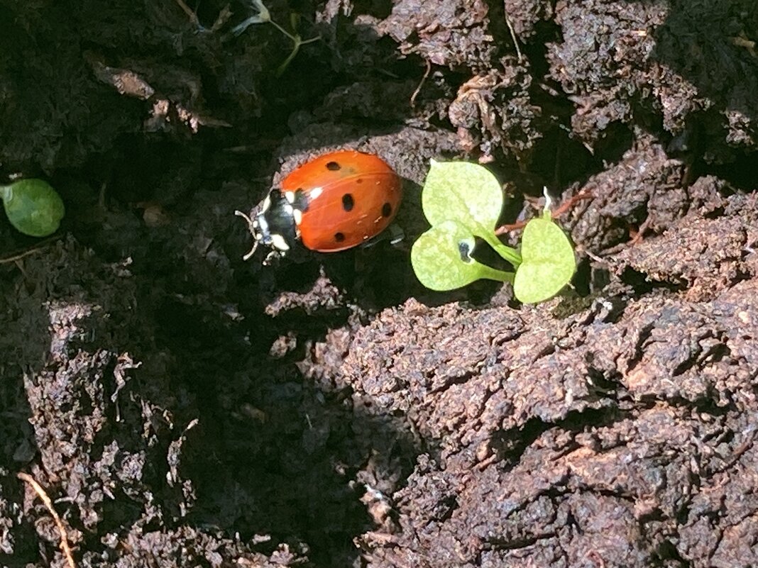 Божья коровка в трудах - Ольга Савельева 