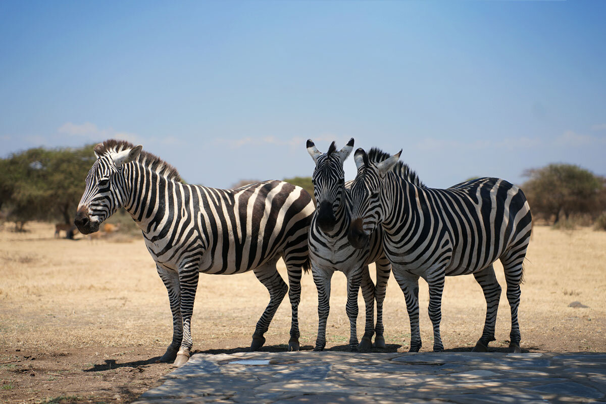 * - Liliya * - Liliya