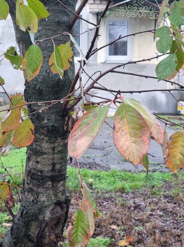 Декабрьский дождик - Наталья 